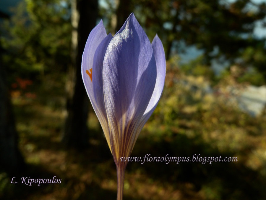 Crocus Cancellatus 900X Dscn1197 2