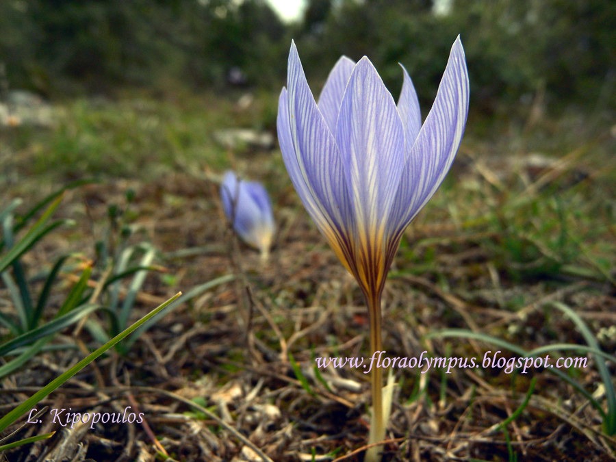 Crocus Cancellatus 900X Dscn1344