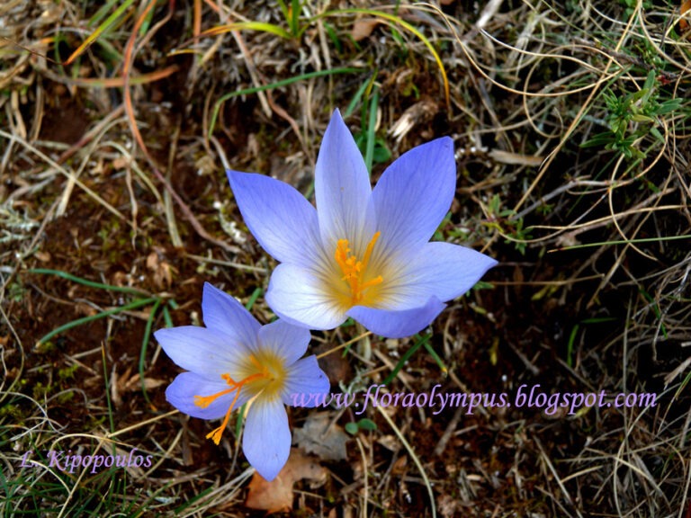 Crocus Cancellatus900X Dscn0678 5