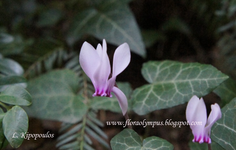 Cyclamen Hederifolium 22 8 12 900X Dsc00551