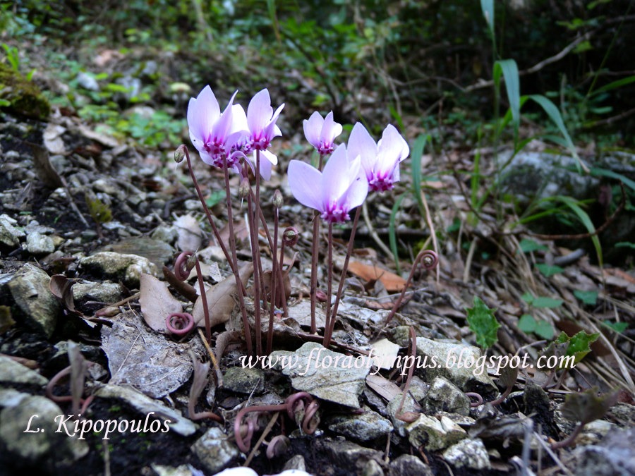 Cyclamen Hederifolium 900X Dscn0383