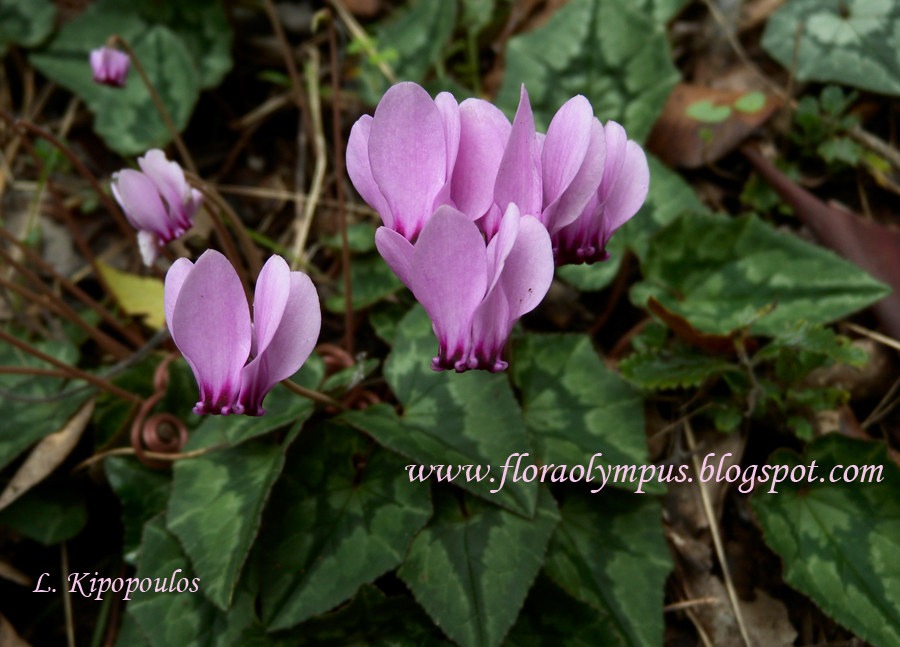 Cyclamen Hederifolium 900X Dscn1387