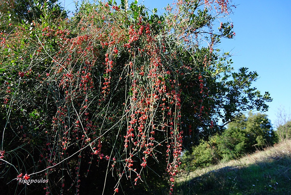 Ephedra Foeminea 21 11 21 3