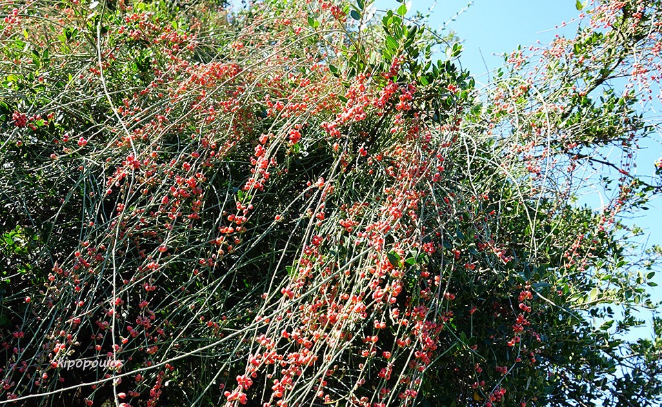 Ephedra Foeminea 21 11 21 4