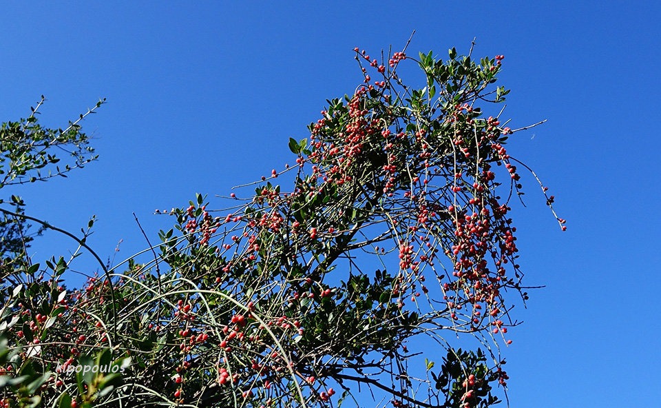 Ephedra Foeminea 21 11 21 5