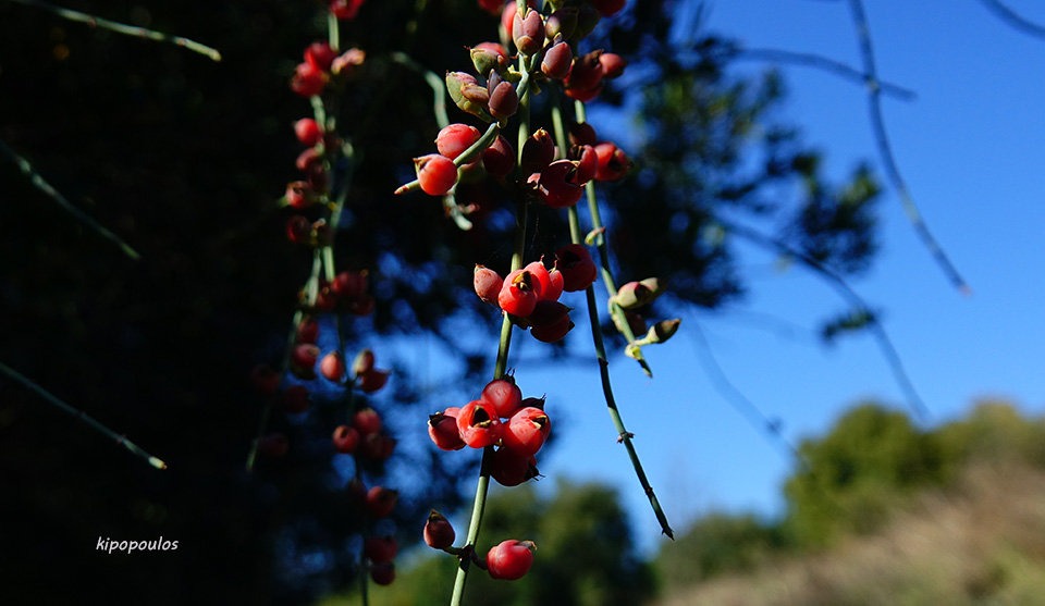 Ephedra Foeminea 21 11 21 6