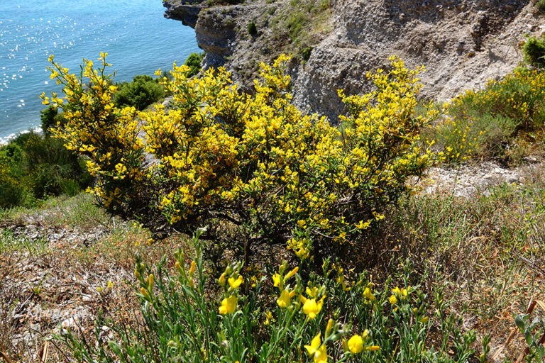 Genista Acanthoclada 7 6 20 5