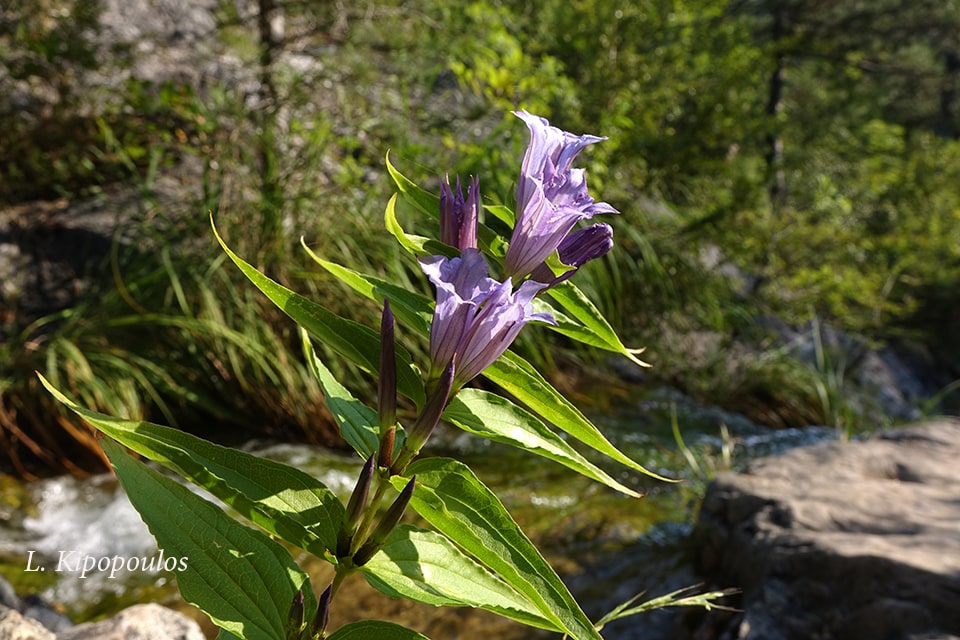 Gentiana Ascl 17 Min