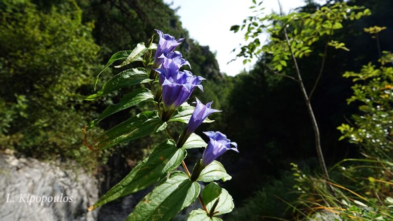 Gentiana Ascle 20 Min