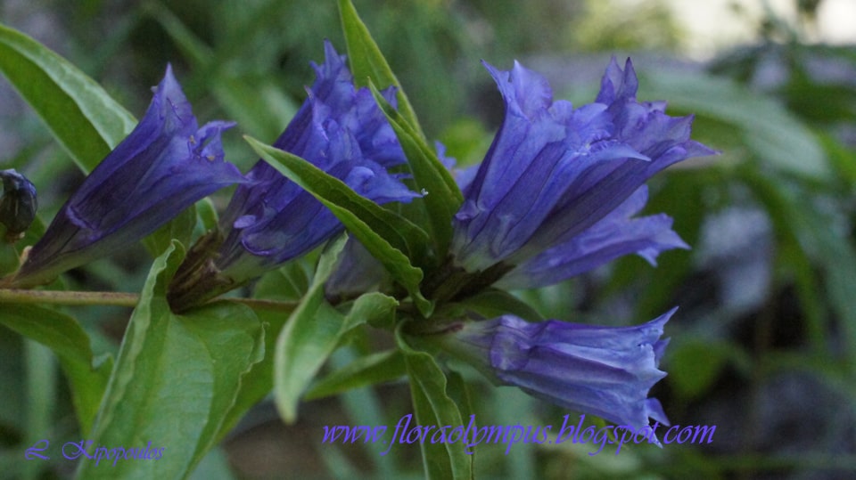 Gentiana Asclepiadea 960X Dsc00576 12 Min