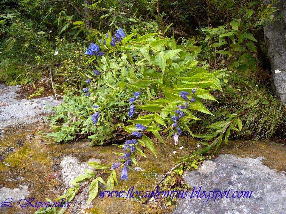 Gentiana Asclepiadea 960X Dscn1113 2 Min