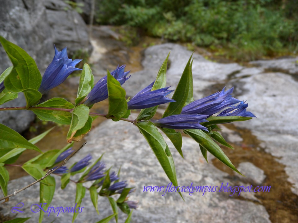 Gentiana Asclepiadea 960X Dscn1114 4 Min