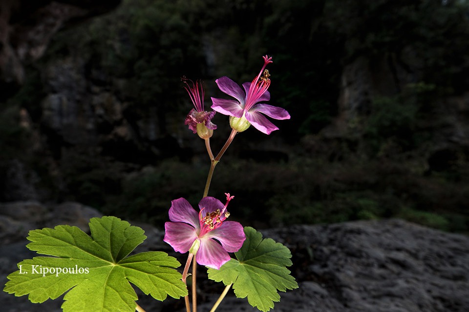 Geranium Macrorrhizum 19 1 20 Enipeas 17