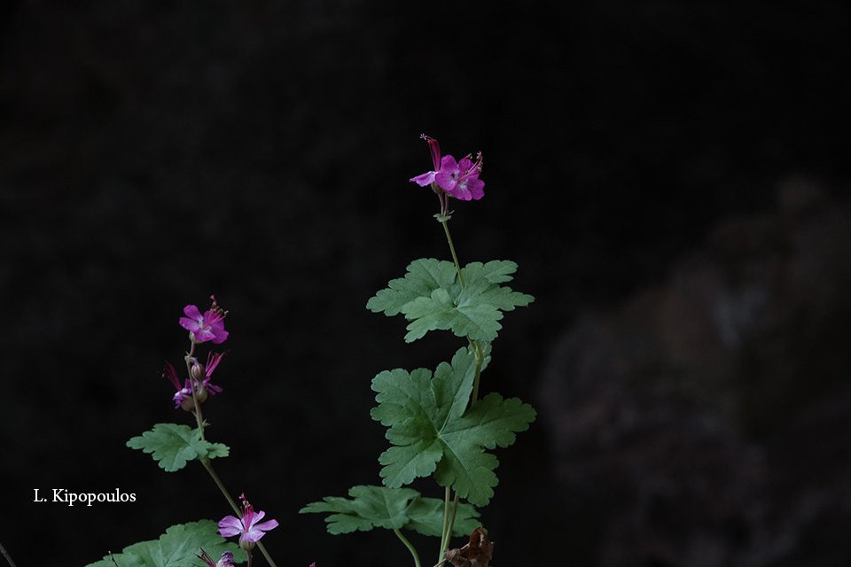 Geranium Macrorrhizum 19 1 20 Enipeas 20