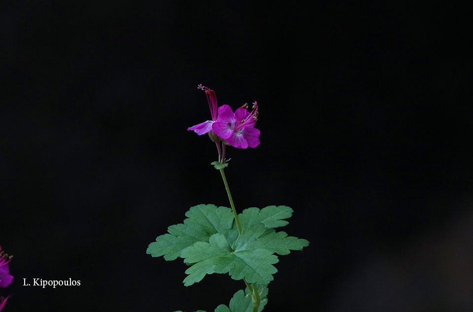 Geranium Macrorrhizum 19 1 20 Enipeas 23