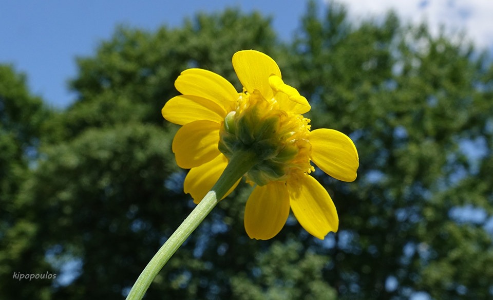 Glebionis Segetum 11 6 21 8