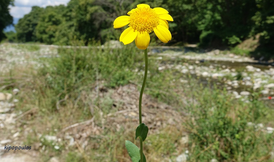 Glebionis Segetum 11 6 21 9