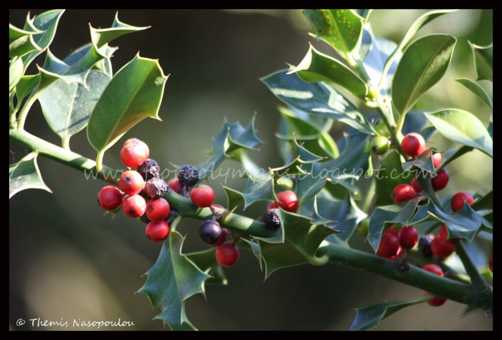 Ilex Aquifolium