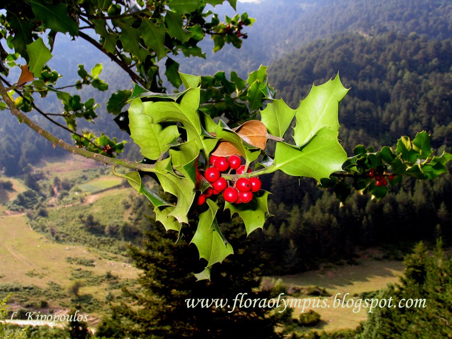 Ilex Aquifolium 18 7 06 900X 040