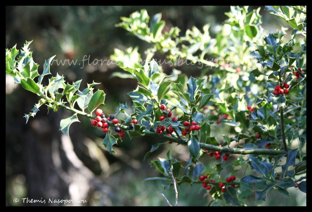 Ilex Aquifolium 2 Themis Nasopoulou