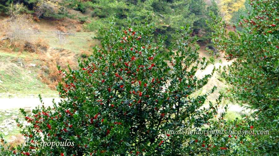 Ilex Aquifolium 900X Dsc03284 2