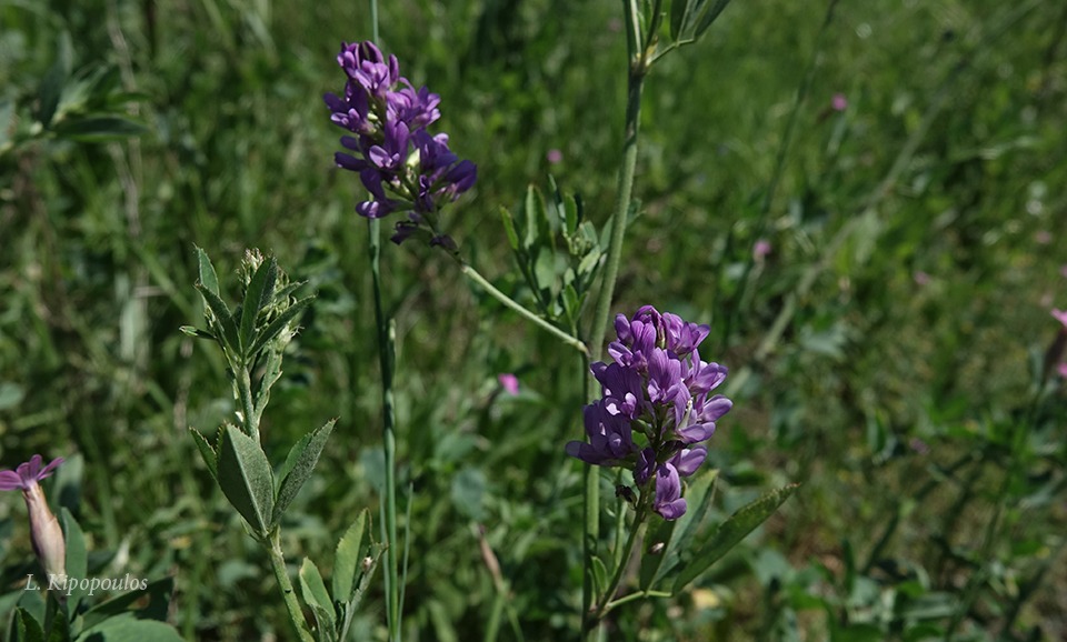 Medicago Sativa Subsp. Sativa 3 5 20 4