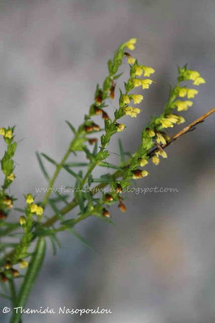 Odontites Linkii Themis Nasopoulou Blog Flora Olympus