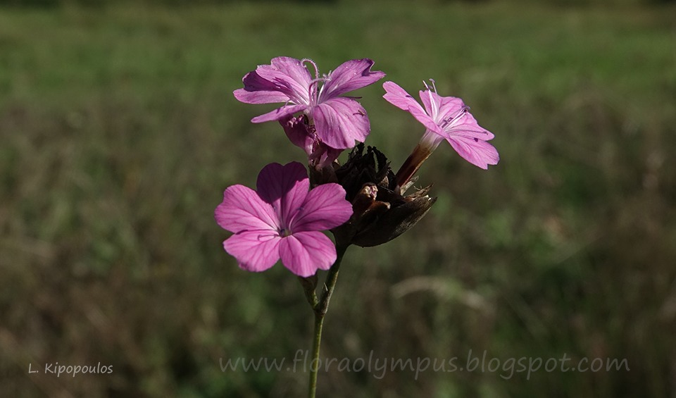 Petrorhagia Dubia 22 10 19 2