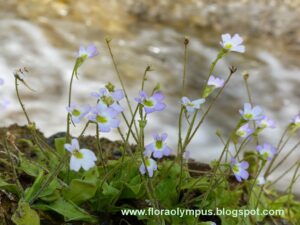 Pinguicula Cryst Spp. Hirtiflora Ten900X Min