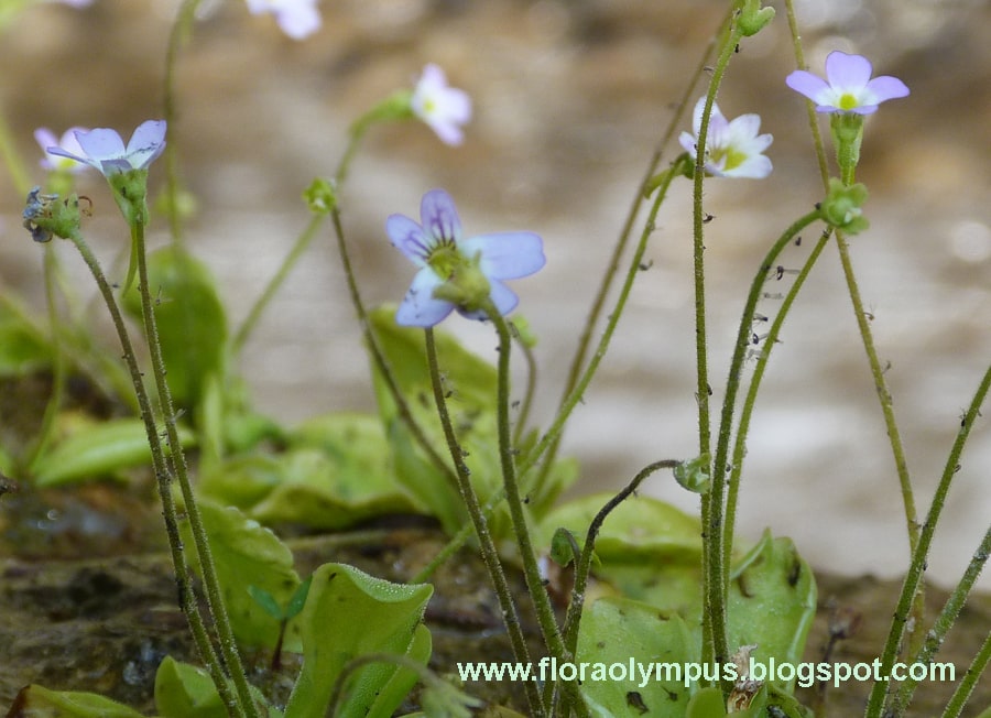 Pinguicula Crystalina Spp 900X Min