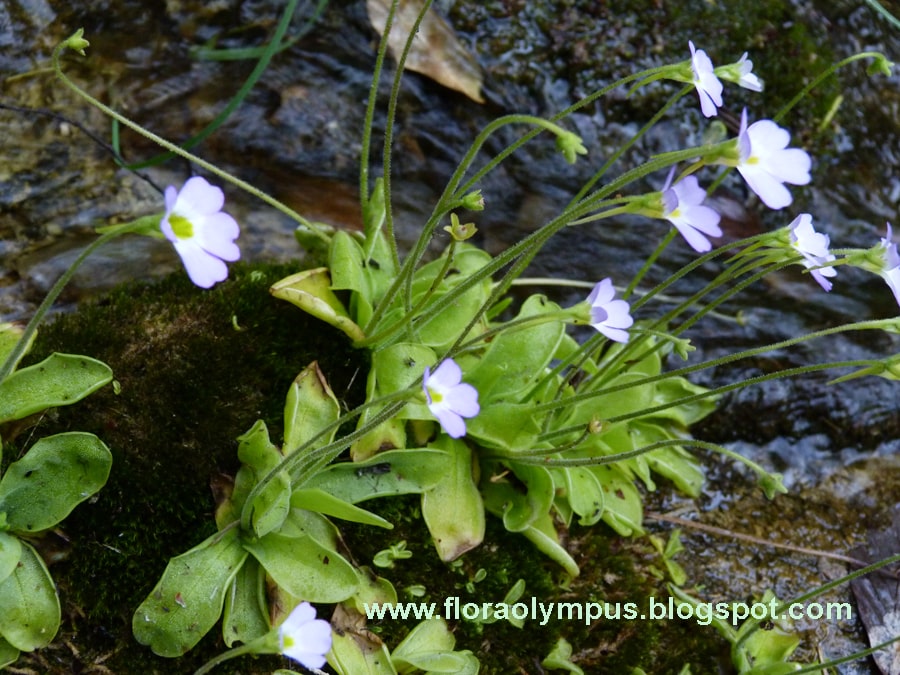 Pinguicula Crystalina Ssphirt 900X Min