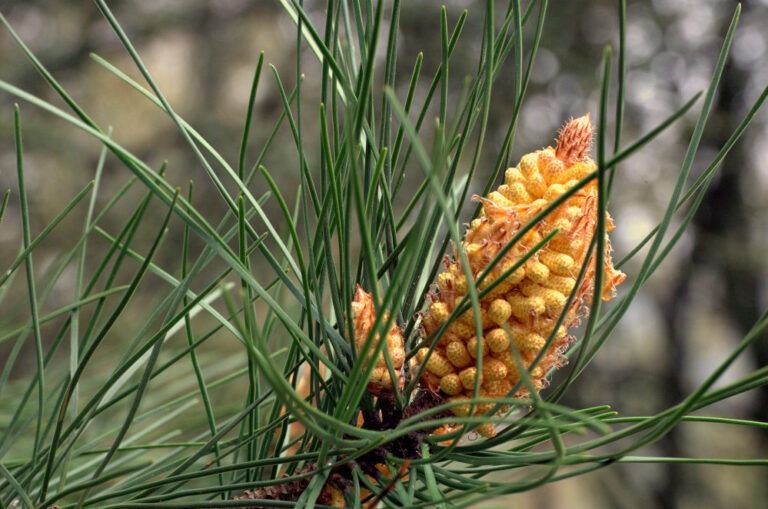 Pinus Pinaster Male Cone