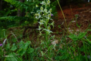 Platanthera Chlorantha 1 7 20 3