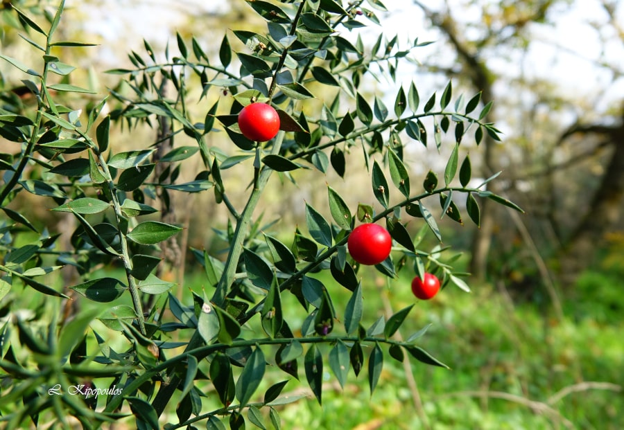 Ruscus Aculeatus 13 11 21 5 Min