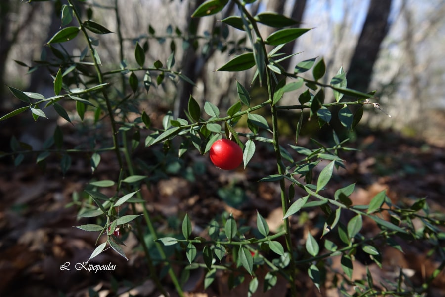 Ruscus Aculeatus 27 1 24 1 Min