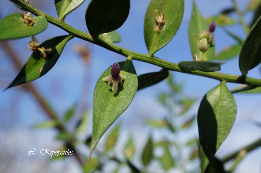 Ruscus Aculeatus 4 Min