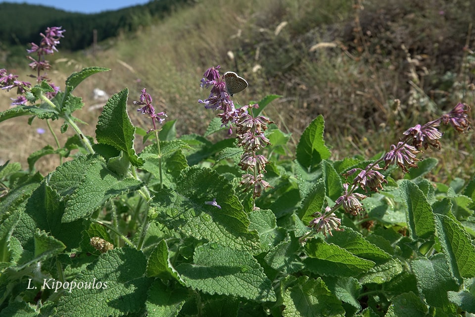 Salvia Verticillata 1 Min