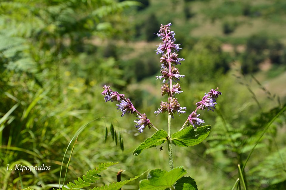 Salvia Verticillata 2 Min