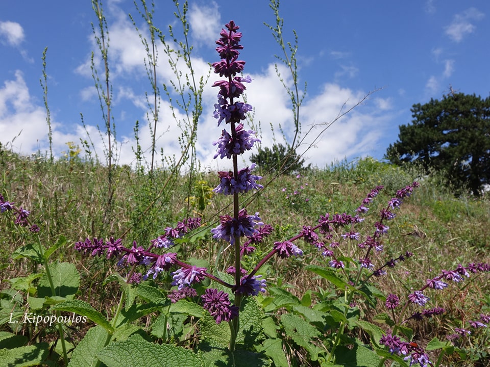 Salvia Verticillata 3 Min