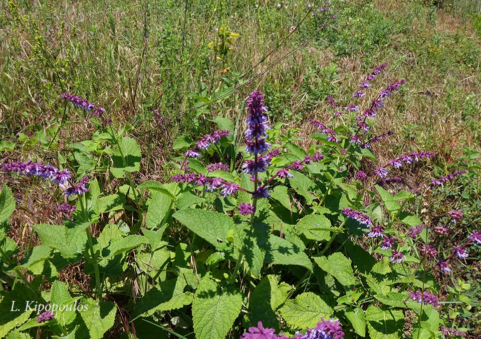 Salvia Verticillata 4 Min