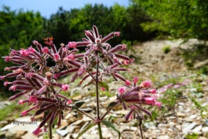 Saponaria Glutinosa 1 7 20 2