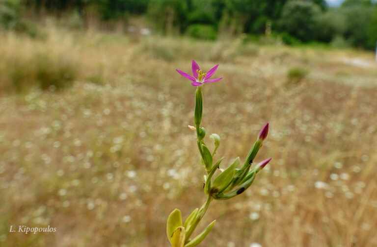 Schenkia Spicata 9 6 20 2