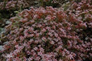 Sedum Hispanicum 18 6 21 5