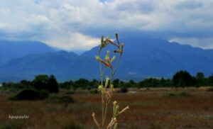 Silene Supina 3 7 21 14