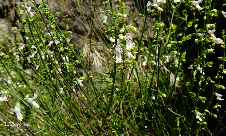 Stachys Angustifolia 10 6 20 2