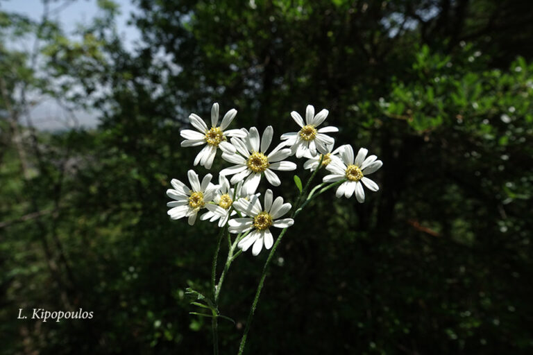 Tanacetum Corymbosum 11