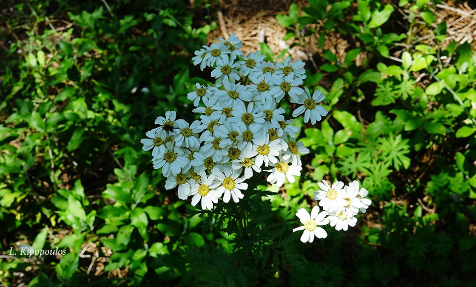 Tanacetum Corymbosum 28 6 20 1