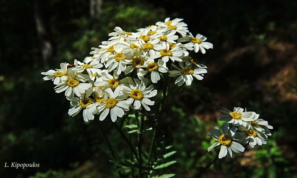 Tanacetum Corymbosum 28 6 20 2