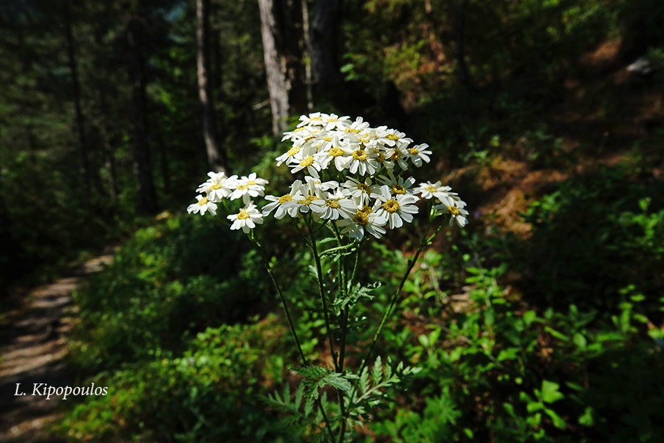 Tanacetum Corymbosum 28 6 20 4