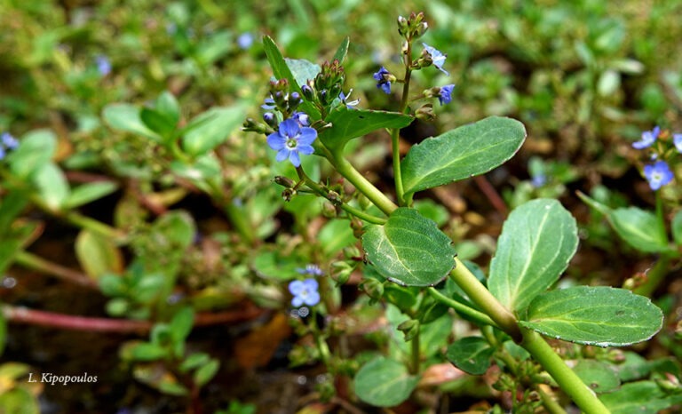 Veronica Beccabunga 11 6 20 2